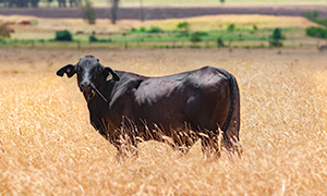 Enfermedades Sistémicas. (Clostridiasis)